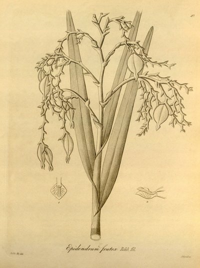 Illustratie van: Epidendrum frutex door Heinrich Gustav Reichenbach